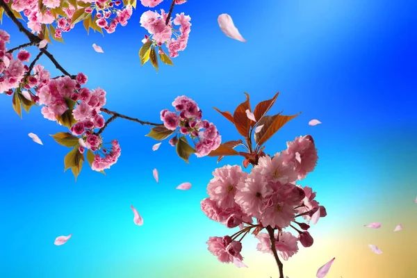 Wiśnia Blosson Gałęzi Dzikie Kwiaty Błękitne Niebo Różowy Płatek Tło — Zdjęcie stockowe