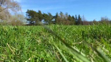 Şiddetli yağmurlu yeşil çimenler, yağmur damlaları altında asfalt yaz hava tahmini