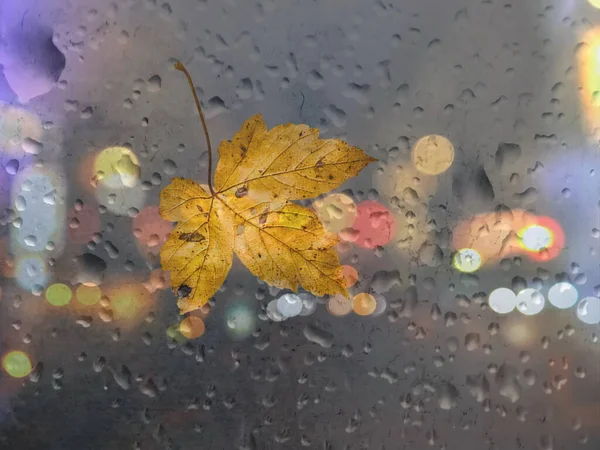 Autumn Leaves Rainy Window Glass Wet Pavement Defocus Rainy Street — Stock Photo, Image