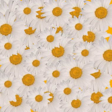 Papatya sarısı beyaz yaz çiçekleri, çiçek arkaplan şablonu kopya alanı 