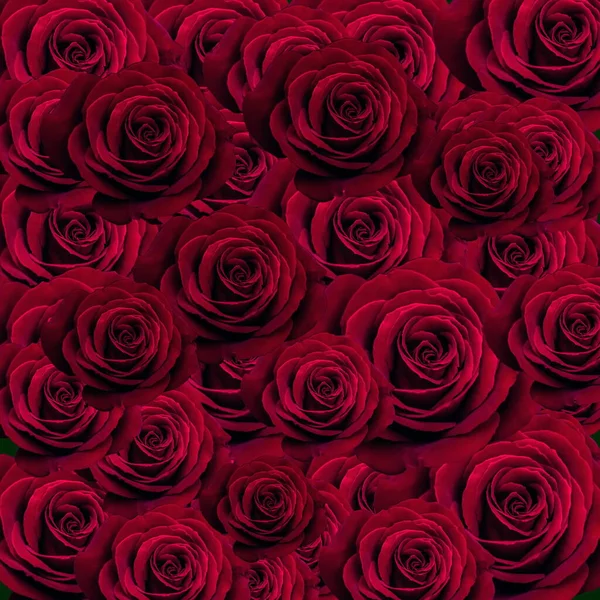 Rosas Rojas Bordo Flores Verano Plantilla Fondo Floral Espacio Copia — Foto de Stock