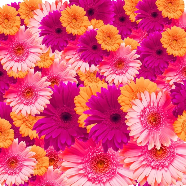 Crisantemos Rosa Amarillo Flores Verano Espacio Copia Plantilla Fondo Floral — Foto de Stock