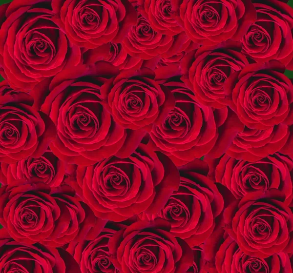 Rose Rosso Bordo Rosa Fiori Estivi Floreale Modello Sfondo Copia — Foto Stock