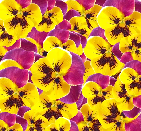 Coloridas Flores Verano Amarillas Azules Rosadas Espacio Copia Plantilla Fondo — Foto de Stock