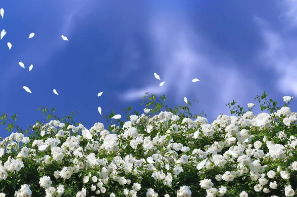 white roses  meadow  flowers field floral blue sky summer landscape background template