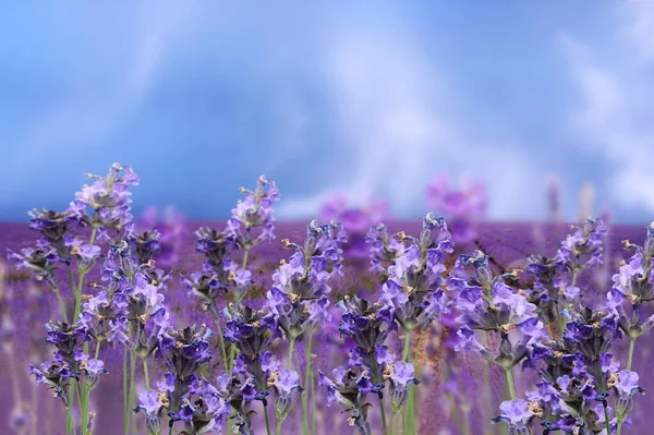 Lavender Flowers Field Floral Blue Sky Summer Landscape Background Template — Photo