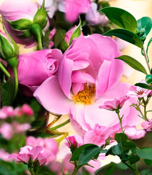 Pink Roses Petal Green Leaves Floral Background — Foto Stock