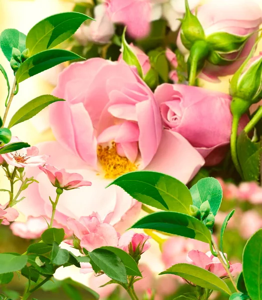 Pink Roses Petal Green Leaves Floral Background — Stok fotoğraf