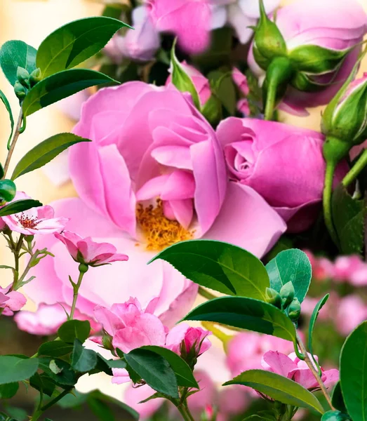 Pink Roses Petal Green Leaves Floral Background — Foto Stock