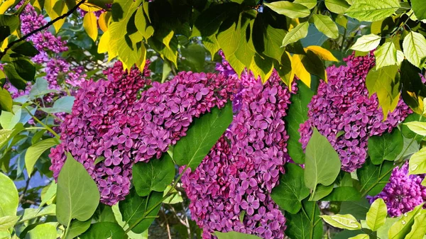 lilac  yellow branch flowers and tree green leaves sunbeam nature floral background