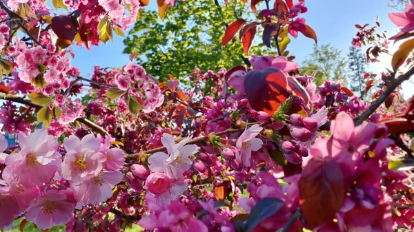 apple tree pink flowers tree branch spring plant blue sky and green leaves nature landscape