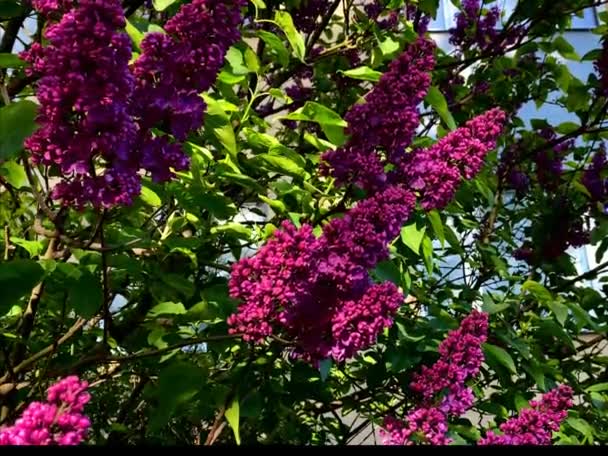 紫丁香树粉红树枝条春天植物蓝天绿叶自然景观 — 图库视频影像