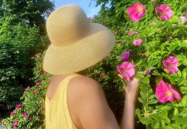 Mulheres Verão Vestido Amarelo Chapéu Desfrutar Rosas Arbusto Flores Aroma — Fotografia de Stock