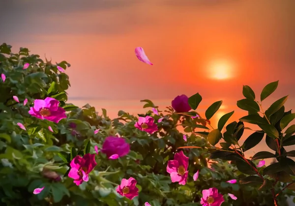 red pink roses hip bush at orange gold sunset at sea nature landscape