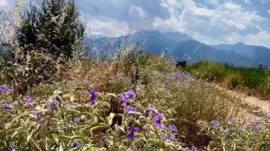 Olimpos dağları ufukta kır çiçekleri ve çimen çayırları Akdeniz doğa manzarası Yunanistan