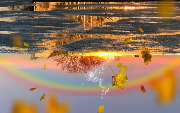 水坑中秋天彩虹落日倒映在沥青季节雨天落黄落叶上 — 图库照片