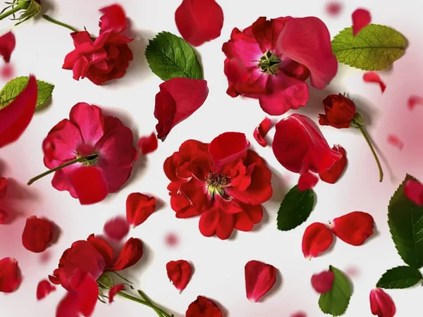 Roses Rouges Mais Pétales Feuilles Vertes Sur Fond Blanc Modèle — Photo