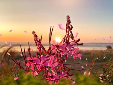  Gün batımında vahşi tarla pembe leylak çiçekleri ve yeşil çimen plajı ve ufukta orman denizi ve güneş doğayı aydınlatıyor.