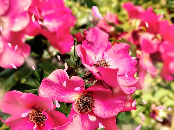 Wild roses  but field in  in forest pink floral background