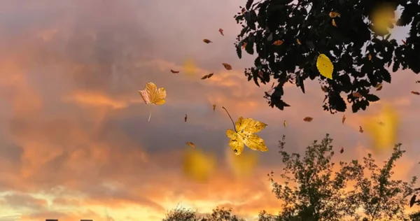 Autumn Pink Sunset Cloudy Sky Yellow Leaves Red Rowanberry Tree — Stock Photo, Image