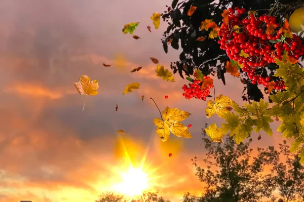 Herbst Rosa Sonnenuntergang Bewölkt Himmel Gelb Blätter Rot Vogelbeere Zweig — Stockfoto