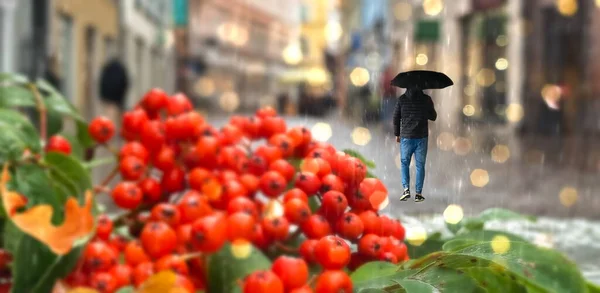 Man Umbrella Rain Yellow Leaves Red Rowanberry Branch Wet Pavement — Stock Photo, Image