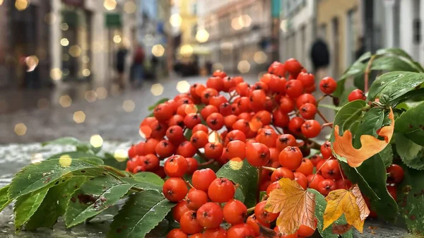 Осенняя Дождливая Улица Желтые Листья Красная Рованничная Ветка Мокрой Тротуаре — стоковое фото