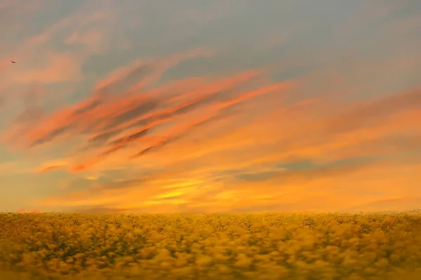 blue sky and wild flowers field and gold sunset yellow orange pink fluffy clouds on evening blue  sky wild white lilac flowers on front green grass  meadow  summer landscape panorama