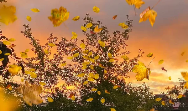 風に黄色の葉秋の木と日没の風景の季節にブッシュ — ストック写真