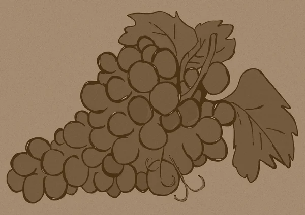 Vintage image of a grape — Stock Photo, Image