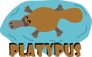 Yüzen bir ornitorengin görüntüsü