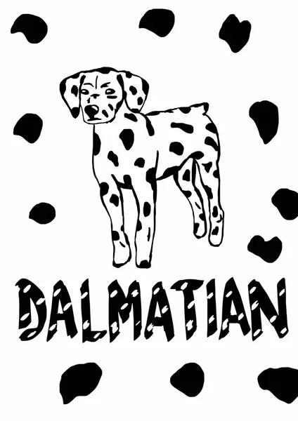 Dalmatiska — Stockfoto