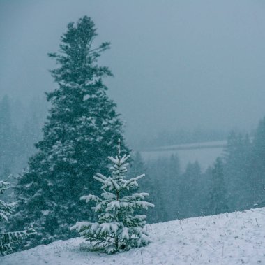 Dağlar kış tesisi sessizliği Güzel manzara temiz hava