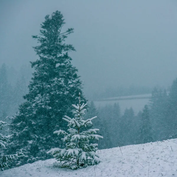 Montanhas Inverno Resort Silêncio Bela Vista Fresco — Fotografia de Stock