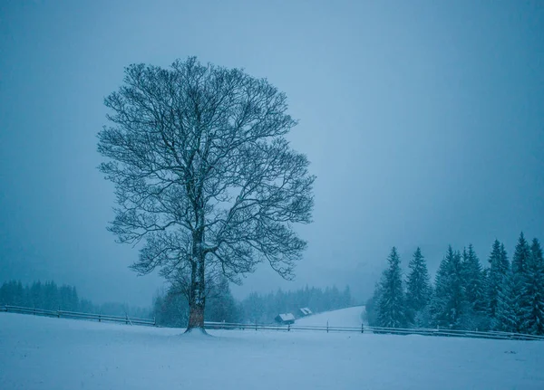 Dağlar Kış Tesisi Sessizliği Güzel Manzara Temiz Hava — Stok fotoğraf
