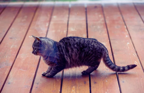 Bellissimo Gatto Tabby Sul Portico Della Casa — Foto Stock