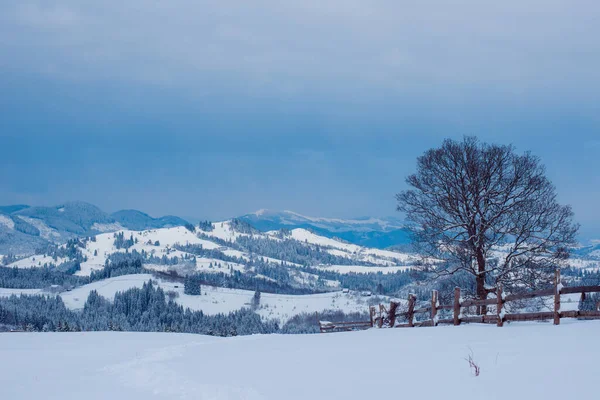 山中的白雪公主 美丽的山景 树枝和冬季的空气 — 图库照片