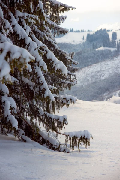 Nowy Rok Śnieg Górach Piękne Widoki Góry Gałęzie Drzew Zimowe — Zdjęcie stockowe