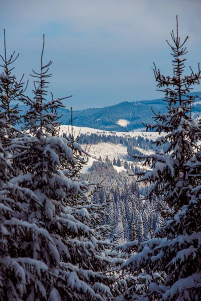 Новий Рік Сніг Горах Чудові Краєвиди Гір Гілок Дерев Зимове — стокове фото