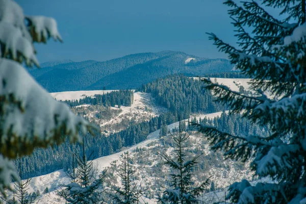 New Year Snow in the Mountains, beautiful views of the mountains and trees branches and winter air