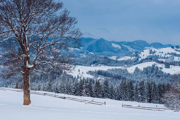 山中的白雪公主 美丽的山景 树枝和冬季的空气 — 图库照片