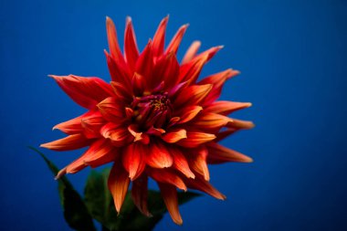 Yeşillikte çiğ damlaları olan kasımpatı çok güzeldir.