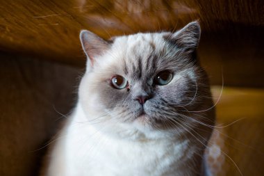 İranlı beyaz tüylü kedi evde bir sandalyede ve bir pencerede