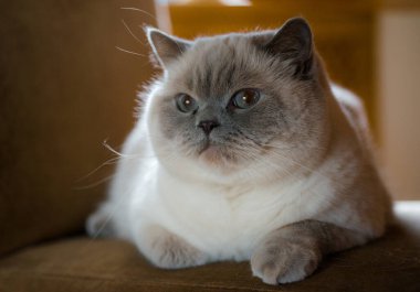 İranlı beyaz tüylü kedi evde bir sandalyede ve bir pencerede