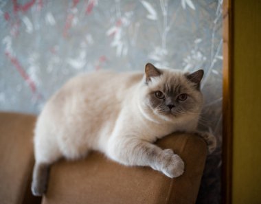 İranlı beyaz tüylü kedi evde bir sandalyede ve bir pencerede