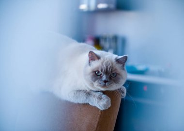 İranlı beyaz tüylü kedi evde bir sandalyede ve bir pencerede