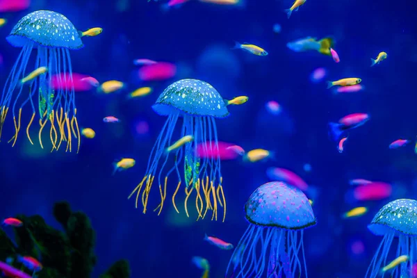 Jellyfish in an aquarium with fish in sea water