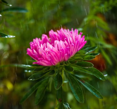 Yeşillikte çiğ damlaları olan kasımpatı çok güzeldir.