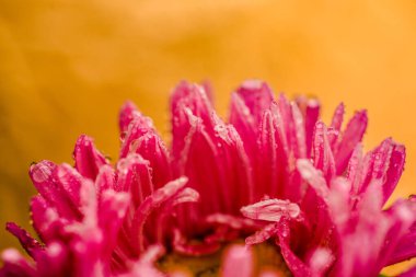 Yeşillikte çiğ damlaları olan kasımpatı çok güzeldir.