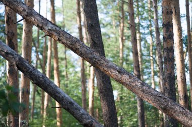 Ormanda yaprakları ve dalları olan ağaçlar. Büyük resim, yeşillikler ve yosunlarla.